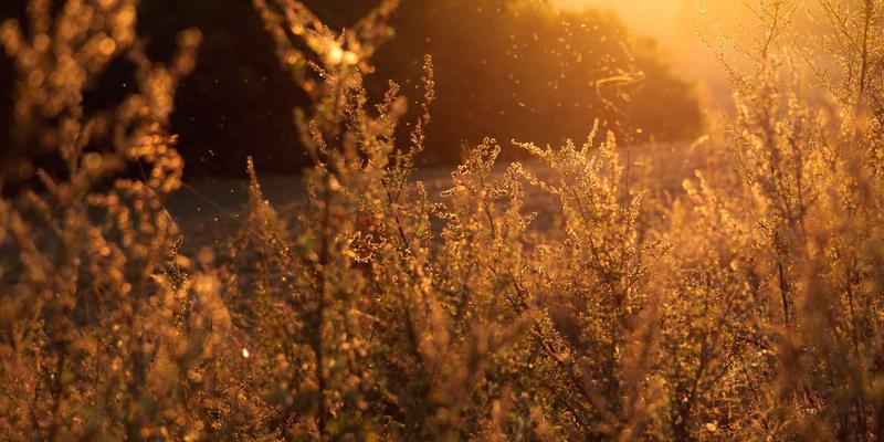 发电机与商业能源新范式：解析数据中心高压直流供电与动态储能系统