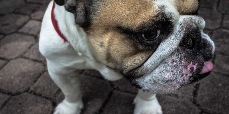 氢燃料内燃机：重型运输与工程机械的绿色动力设备新蓝图